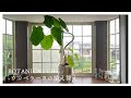 初めての透明スリット鉢...根詰まりしたウンベラータの植え替え