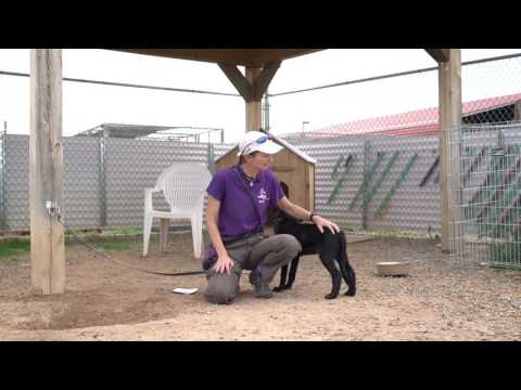 Videó: Hogyan állítja le a kutyát a pisiléstől, amikor boldog?