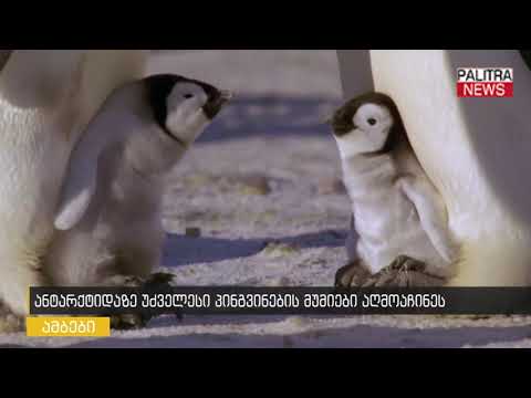 ანტარქტიდაზე უძველესი პინგვინების მუმიები აღმოაჩინეს