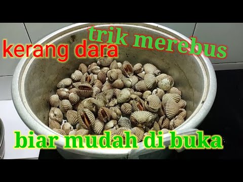 trik merebus kerang dara biar mudah terbuka. 