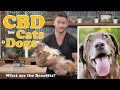 CBD Oil for Dogs, Cats, Pets - What are the Benefits? Treating Anxiety, Pain, Inflammation, Seizures