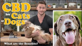 CBD Oil for Dogs, Cats, Pets - What are the Benefits? Treating Anxiety, Pain, Inflammation, Seizures