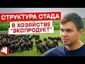 Структура стада в хозяйстве "Экопродукт" | Мясное животноводство