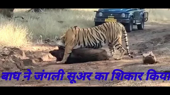 Tiger Hunted Wild Boar - Ranthambhore National Park Rajasthan India