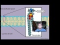Cell Permeability