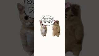 Famous Puberty explained by cats Net Worth