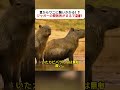 空からワニに襲いかかる！？ ジャガーの狩猟術がまるで忍者！ #ジャガーの狩り #野生動物の瞬間 #サバンナのリアル #カピバラの知恵 #ワニとの対決