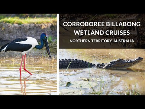 Corroboree Billabong Wetland Cruises - Mary River, NT Australia