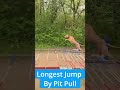 Longest Jump by Pit Bull!