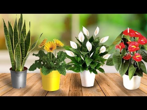 Put This Plants In Your Bedroom And This Will Happen To You