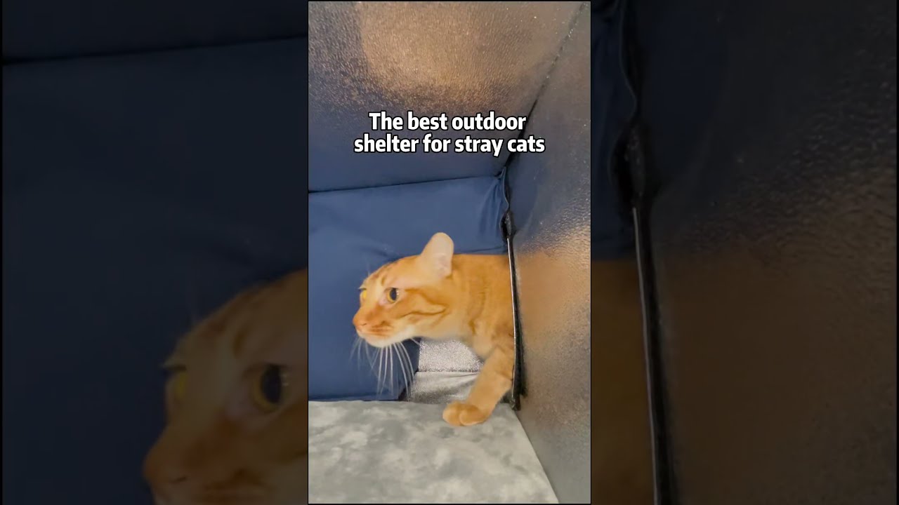Clawsable Gives Strays A Cozy Secure Space To Brave The Winter