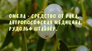 Омела - средство от рака. Антропософская медицина. Рудольф Штайнер.