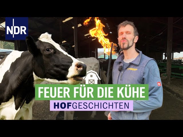 Feuer & Flamme bei der Kuh-Rasur | Hofgeschichten: Leben auf dem Land (274) | NDR