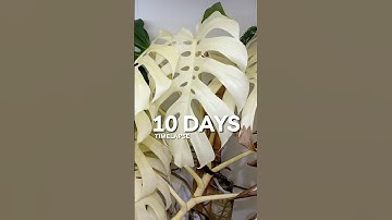 Highly Variegated Monstera Albo Timelapse