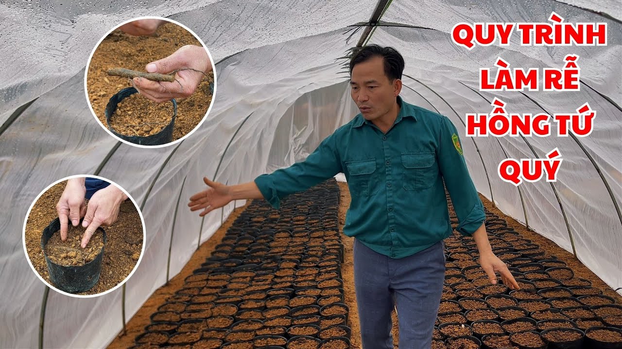 Chia sẻ quy trình làm rễ Hồng Tứ Quý | Nhà vườn Lam Hồng