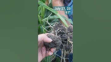 The neighborhood corn was rolled up and trying to fill with no moisture in the soil 🤮.  #farming