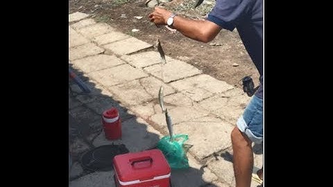 Câu Cá Bống Đục Giật Mỏi Tay – Đẳng Cấp Pro