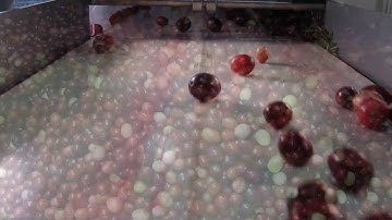 Cranberry sorting machine Primus - TOMRA Sorting