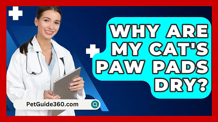 Why Are My Cat's Paw Pads Dry? - PetGuide360.com