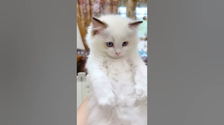 Video 10808751: cats compilation cute dogs, cats compilation cute funny, cat kitten