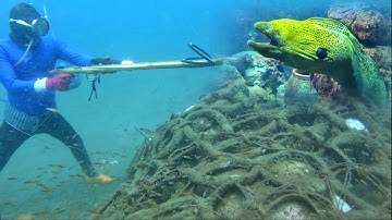 Lặn Biển Gặp Cá Chình To Ở Góc Chà Lâu Năm Dưới Độ Sâu 16 Mét | P 284