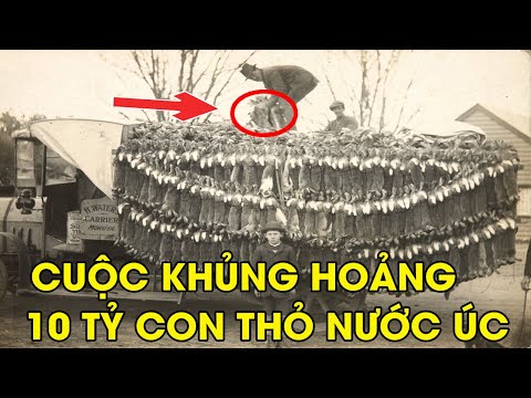 Video: Tại Sao Úc Gặp Vấn đề Với Thỏ