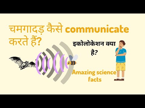 How do bats communicate? इकोलोकेशन क्या है? Amazing science facts