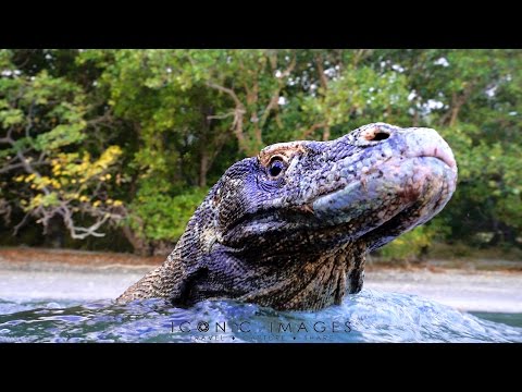 Komodo in 4K (Underwater footage from the Sony A7s and Atomos Shogun)