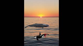 Brygmophyseter vs Orca
