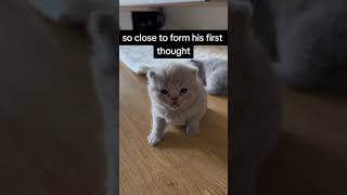 Funny Cat Video by Niuniu's Life 927 views 13 days ago 1 minute, 23 seconds