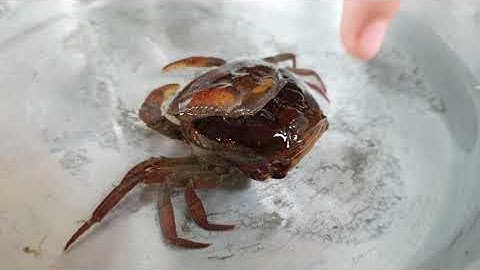 Cận cảnh con cua đồng lột xác như thế nào nhé từ a tới z