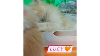 Persian Cats Of Persian Paradise Cattery Persian Kitten Persian Cat Uzair Mohammad Khan