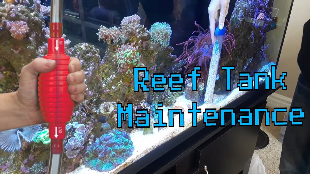 Reef Tank Maintenance - YouTube