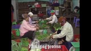 Organic Vegetable Production and Marketing (Vietnam)