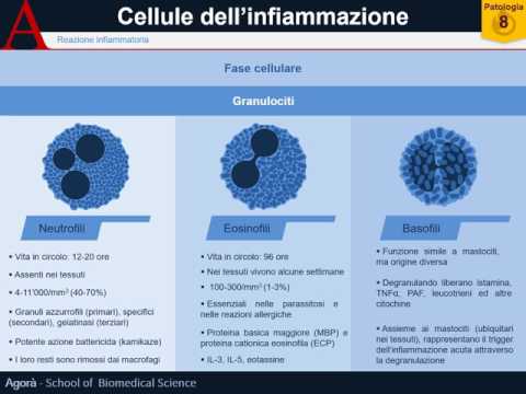 Video: Agrimonia Procera Esercita Effetti Antimicrobici, Modula L'espressione Di Defensine E Citochine Nei Colonociti E Aumenta La Risposta Immunitaria Nei Suinetti Con Lipopolisacca