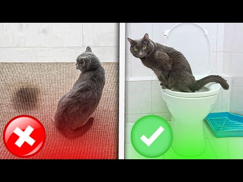 How To Know If Cat Is Using The Bathroom?