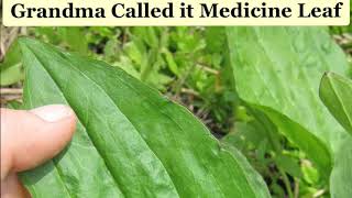 3 Main types of Plantain Weed