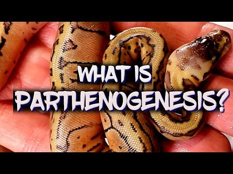 Video: Parthenogenesis Av Det Framtida Mänskliga Samhället - Alternativ Vy