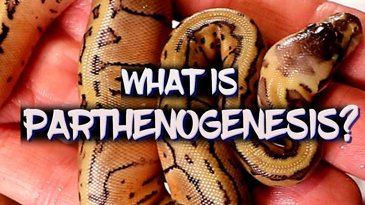  Parthenogenesis  explained YouTube