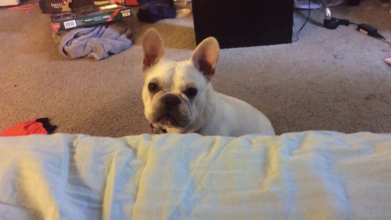 Frenchie throwing a fit YouTube