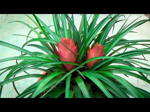 Видео: Повторное цветение бромелиевых: уход за бромелиевыми после цветения