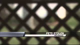 BEWARE: Pets Being Stolen From Yards