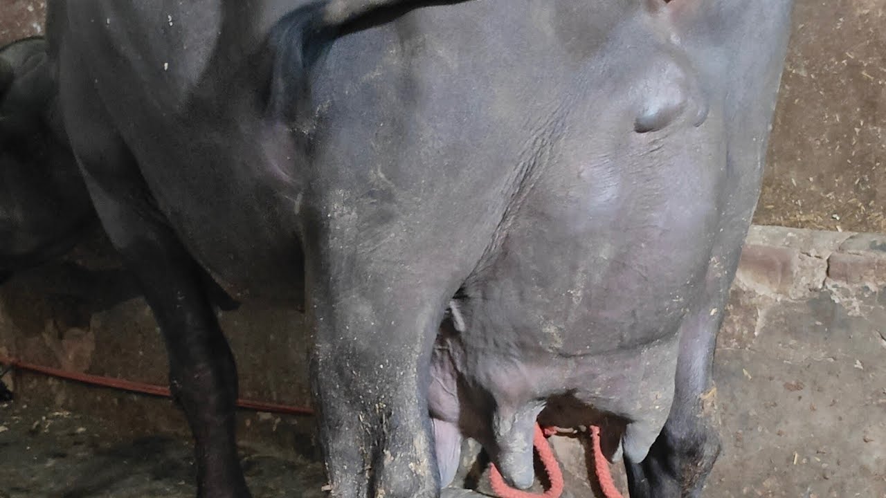 एक New First Timer Murrha झोटी Enter in Yadav Dairy Farm एक ही छत के नीचे 18 से 35 किलों की भैंसें