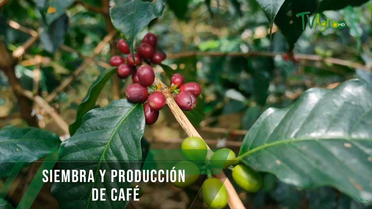 Siembra y producción de café - TvAgro por Juan Gonzalo Angel Restrepo