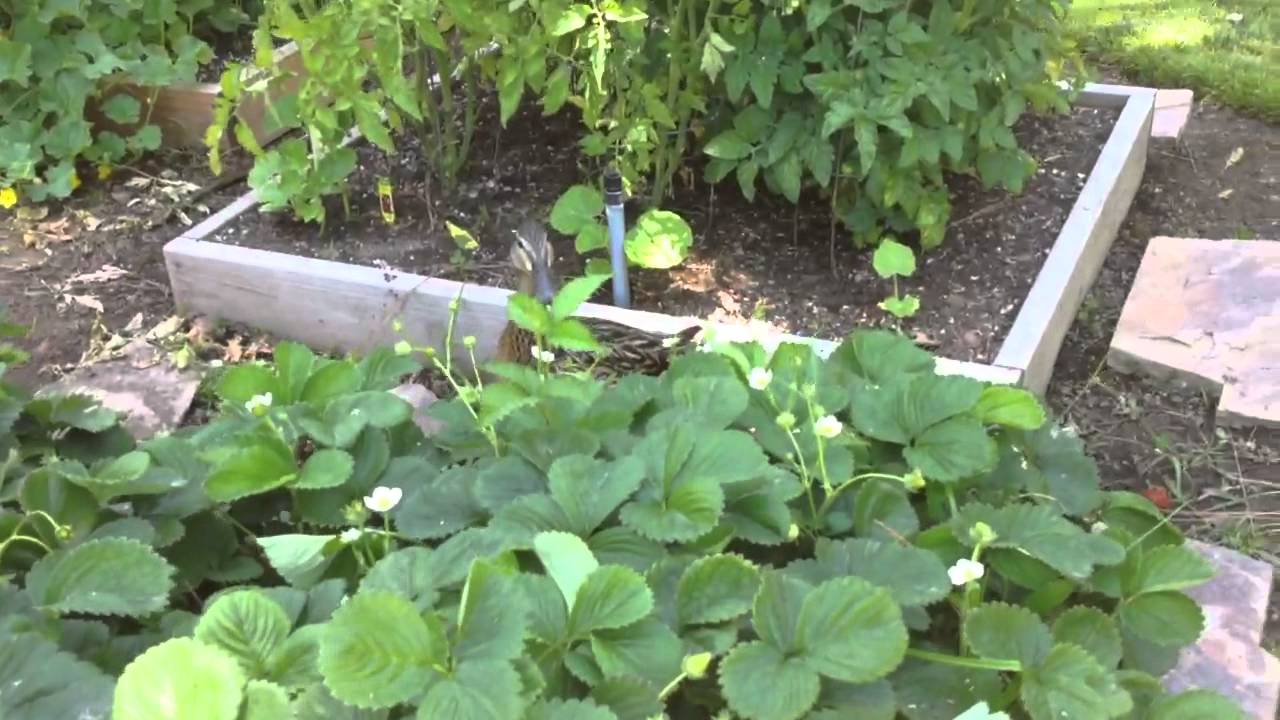 Duck and duckling in the Garden. - YouTube