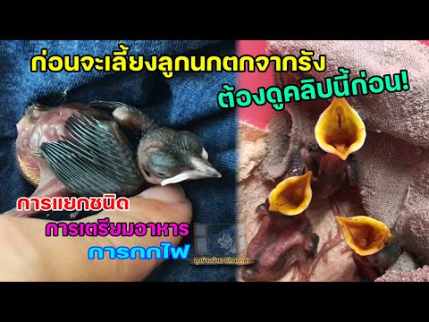 วีดีโอ: วิธีเลี้ยงนก (มีรูปภาพ)