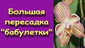 Орхидеи,узамба́рские фиалки,Самара🌺