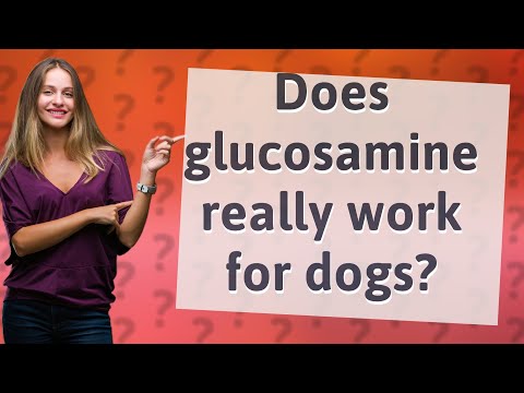 Videó: Milyen gyorsan működik a glükózamin kutyákban?