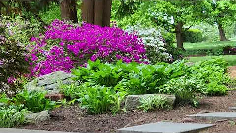 David's SECRETS On How To Grow Gorgeous Evergreen ...