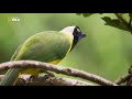 Vahi yolculuk  kolombiya   1080p fullbelgesel   trke dublaj nat geo wild